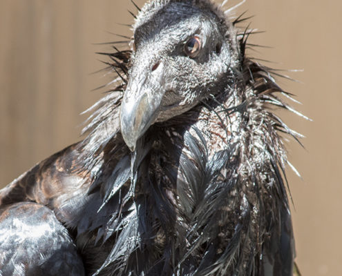 Proximity cards are now being used to protect the California Condor